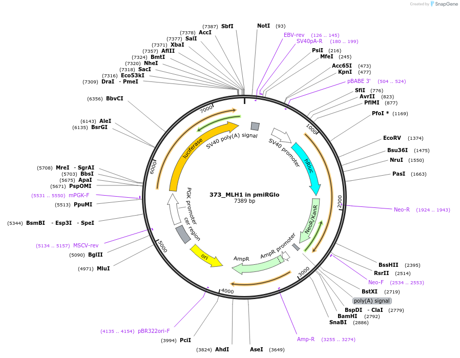 78133-plasmid-map-sequence-id-146894