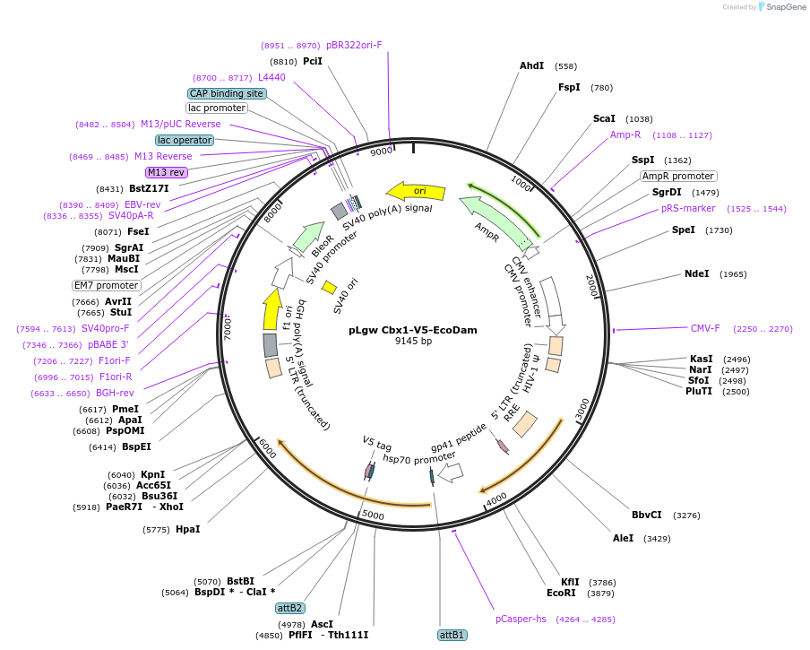 146895_map