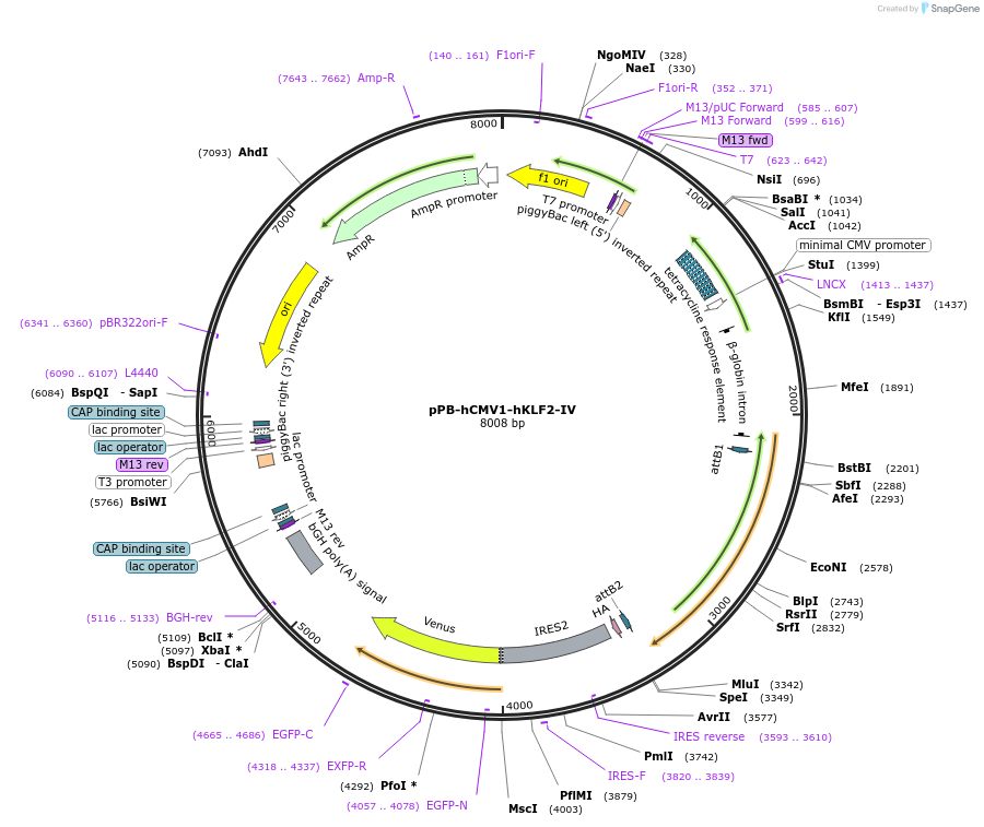 60433-plasmid-map-sequence-id-146916