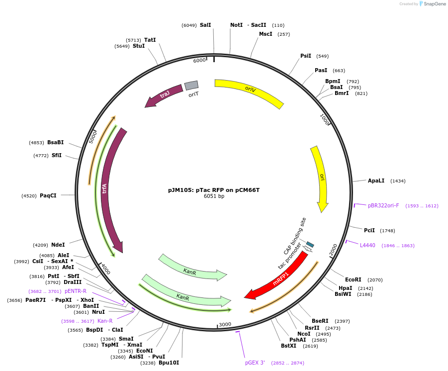 74746-plasmid-map-sequence-id-146957