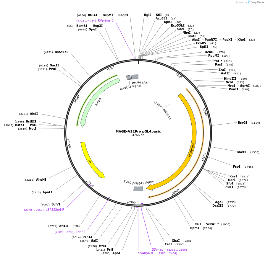 78139-plasmid-map-sequence-id-146993