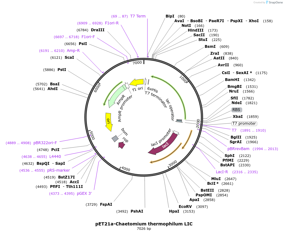 74782-plasmid-map-sequence-id-146996