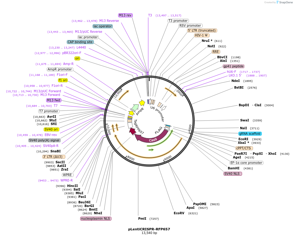 75162-plasmid-map-sequence-id-147053