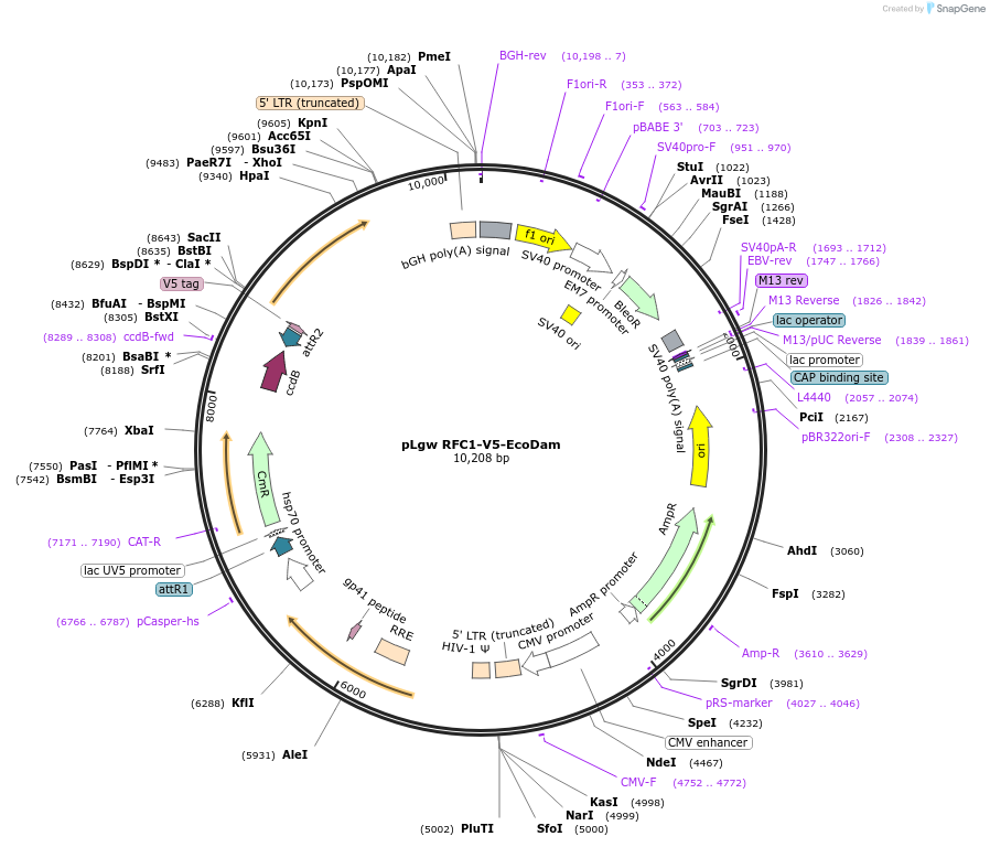 59205-plasmid-map-sequence-id-147055