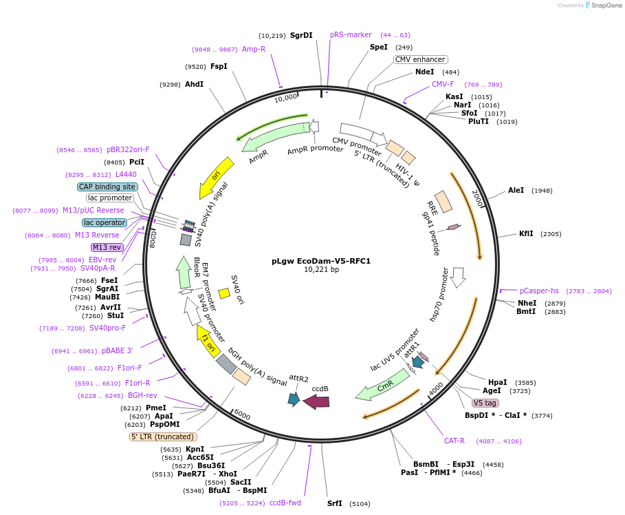 59209-plasmid-map-sequence-id-147057