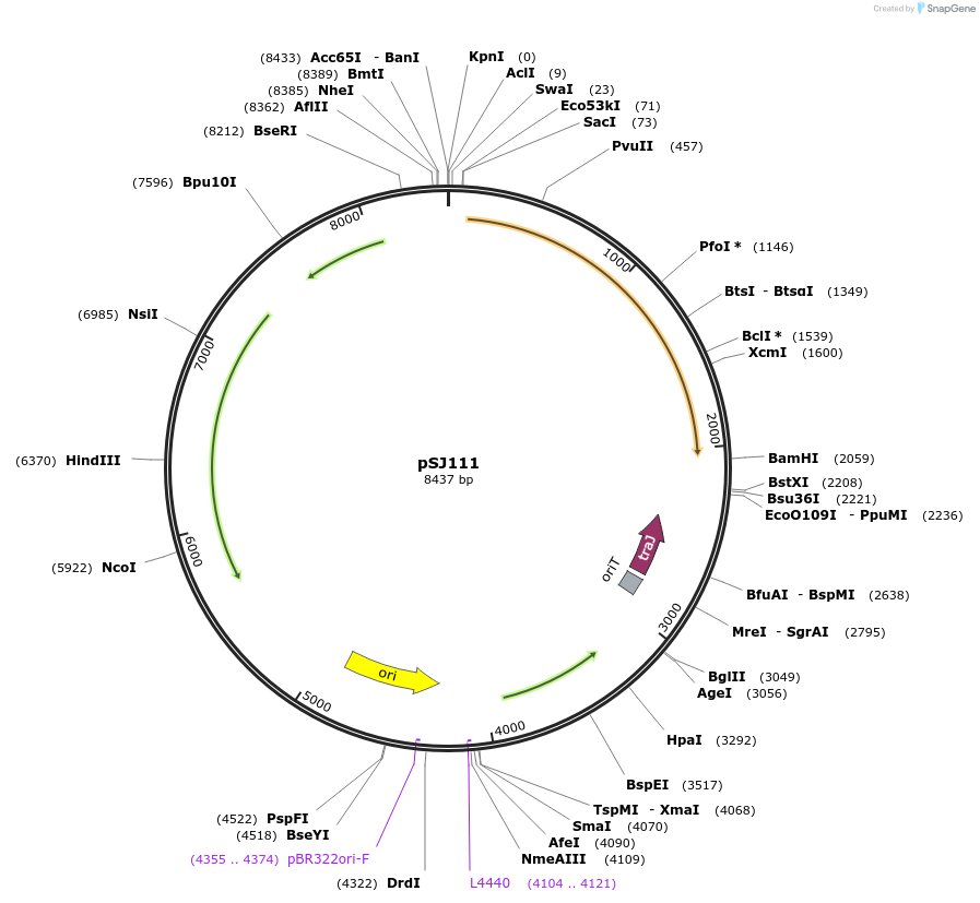 78707-plasmid-map-sequence-id-147077