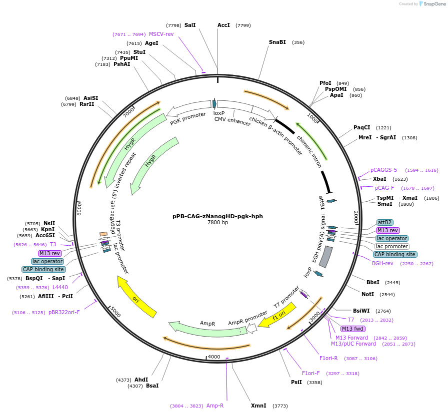 74910-plasmid-map-sequence-id-147143