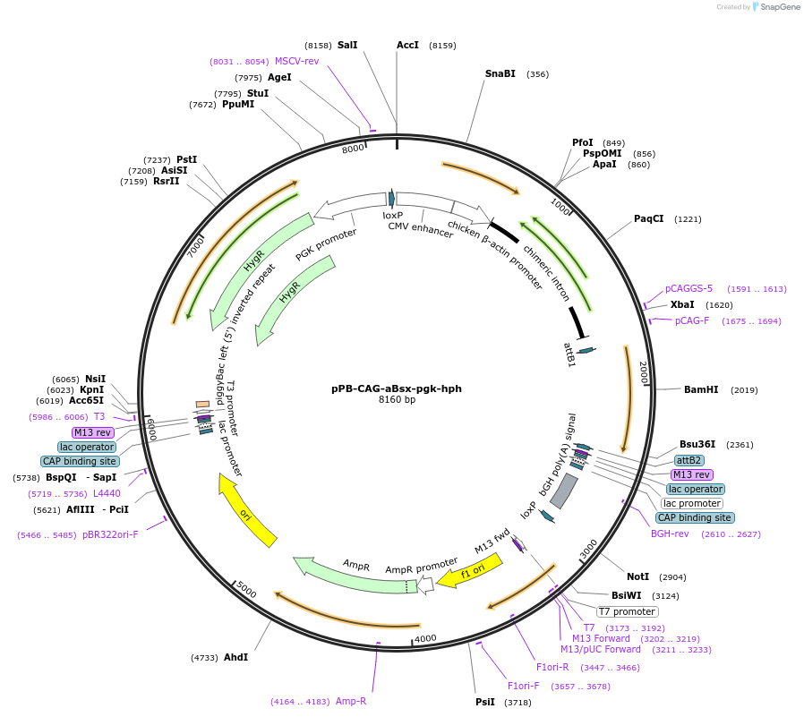74913-plasmid-map-sequence-id-147164