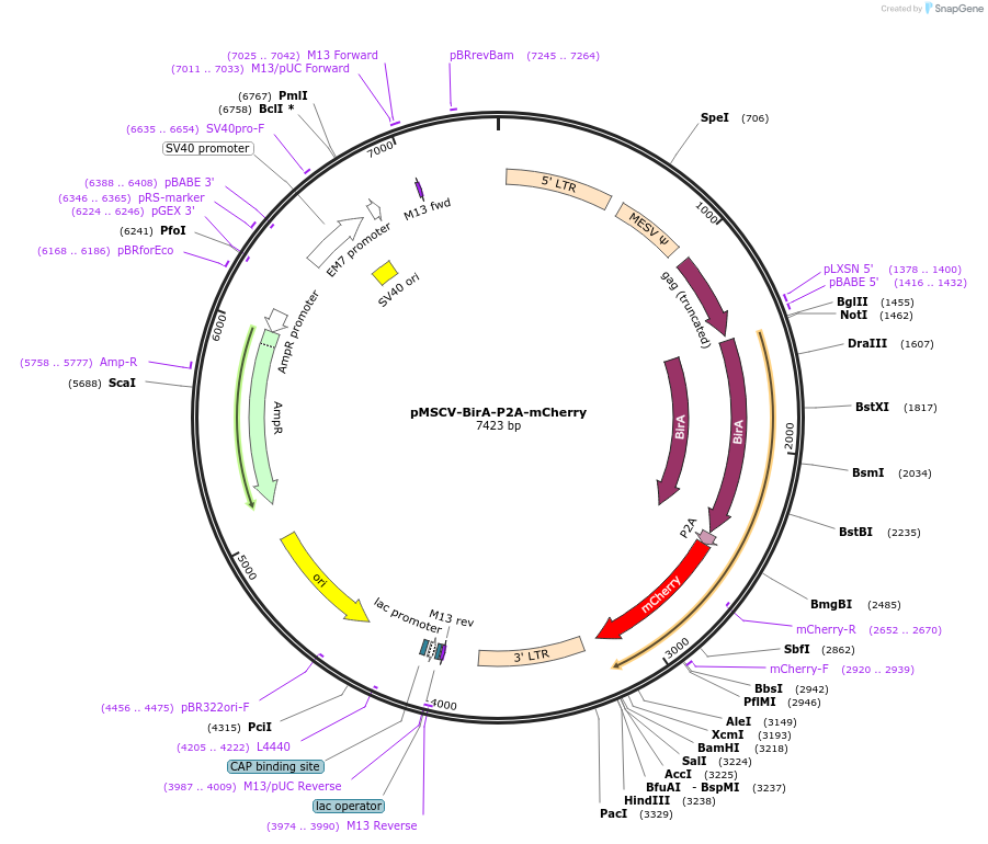74056-plasmid-map-sequence-id-147174