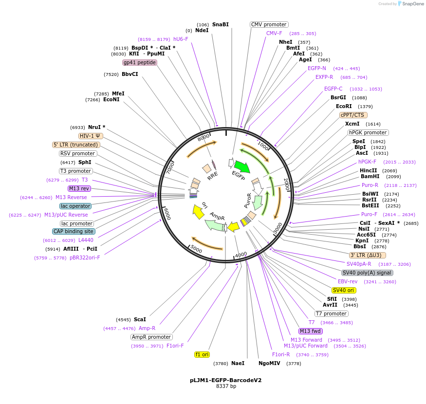 78632-plasmid-map-sequence-id-147177
