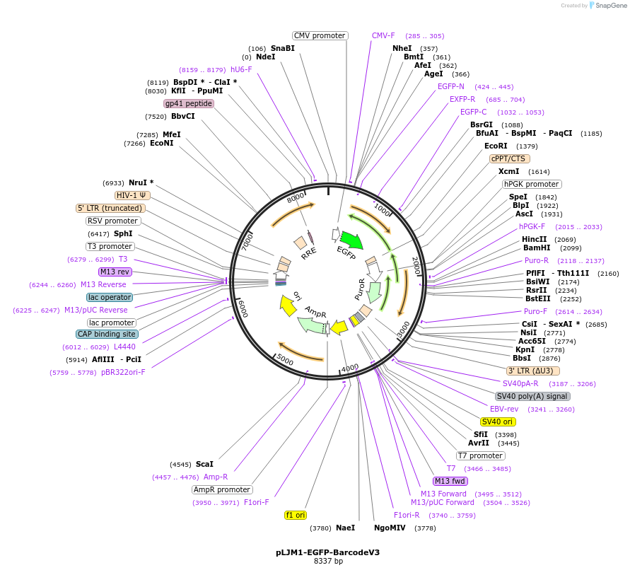 78631-plasmid-map-sequence-id-147183
