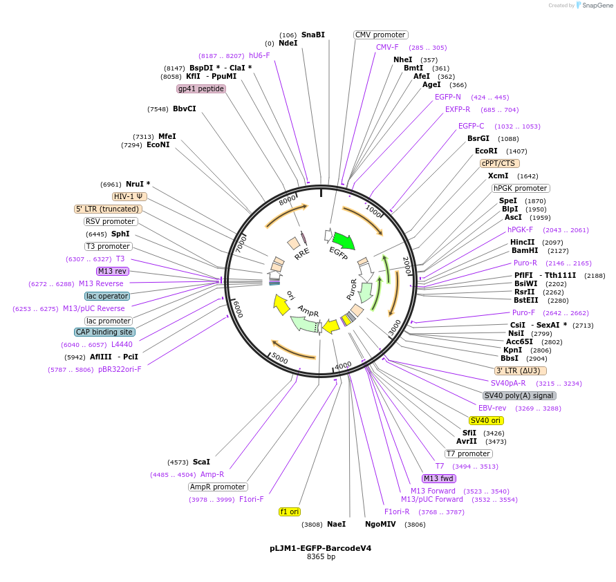 78630-plasmid-map-sequence-id-147185