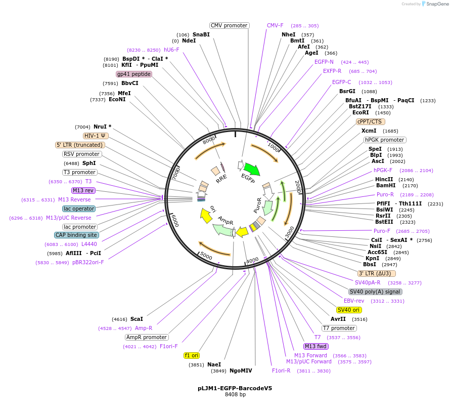 78629-plasmid-map-sequence-id-147193