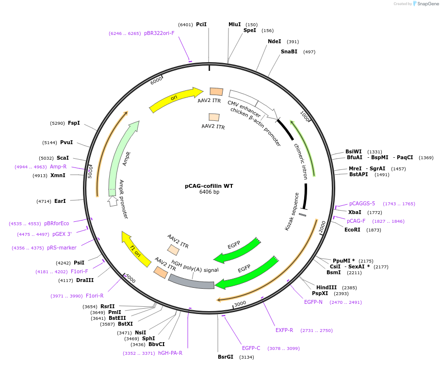78295-plasmid-map-sequence-id-147209