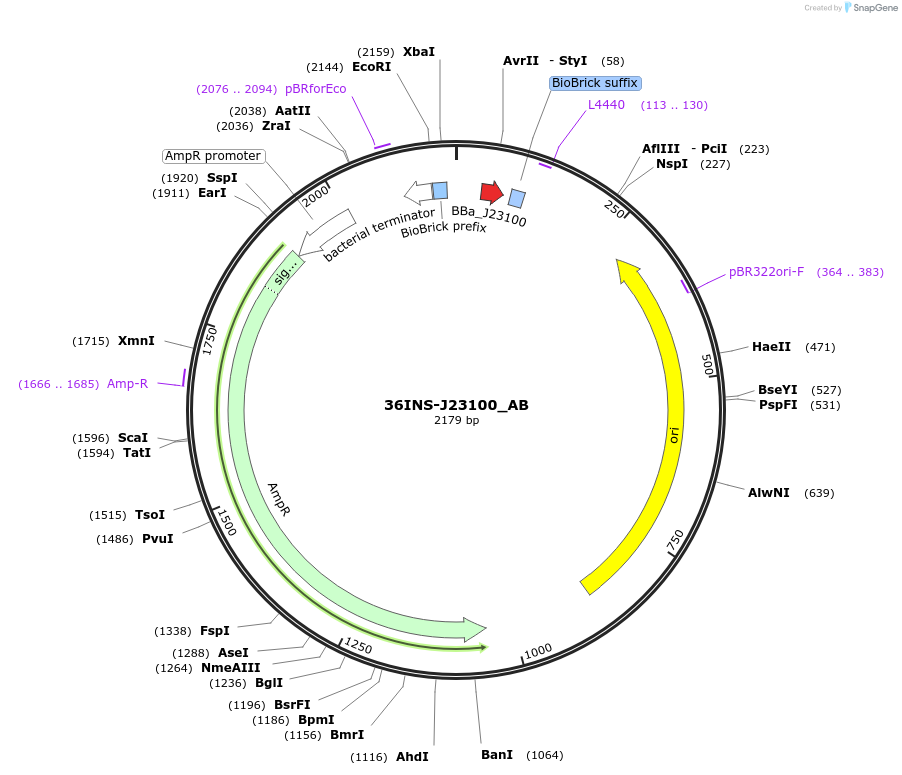 78666-plasmid-map-sequence-id-147255