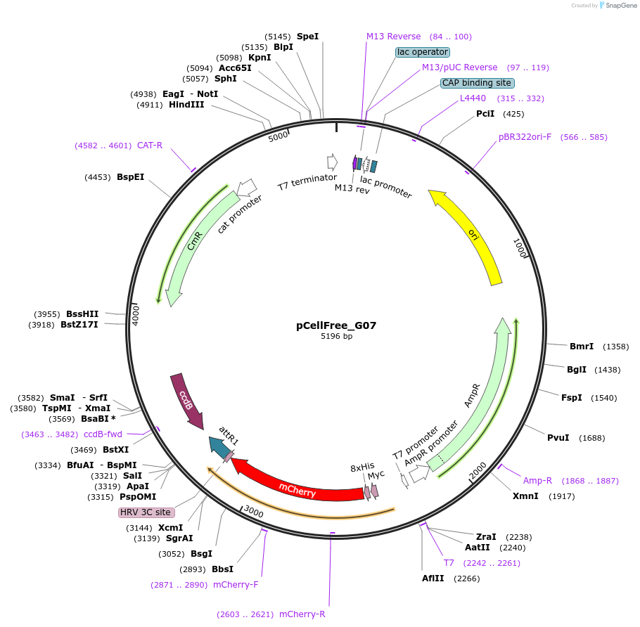 67141-plasmid-map-sequence-id-147283