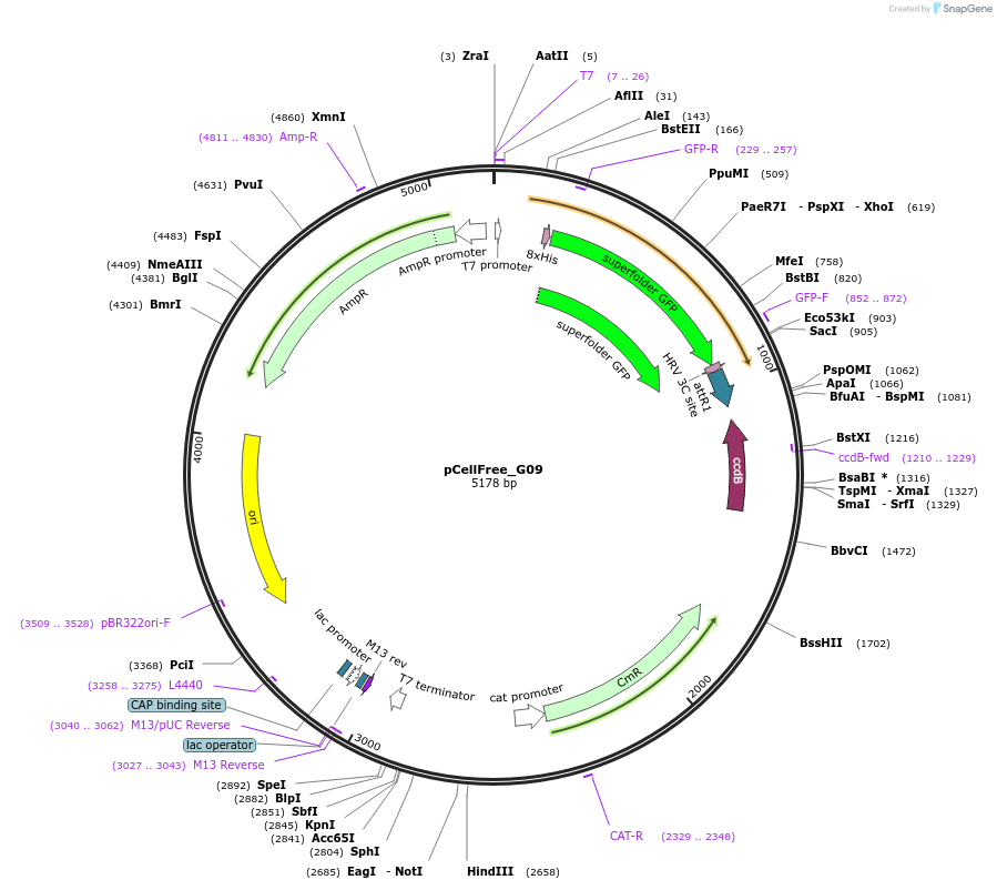 67143-plasmid-map-sequence-id-147286