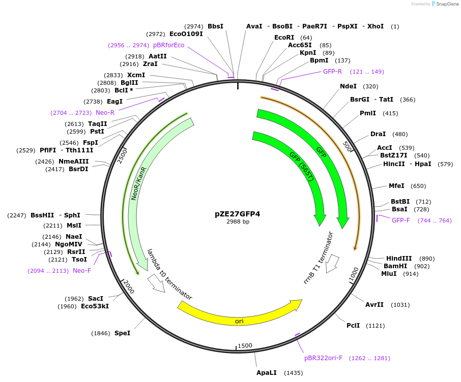 75457-plasmid-map-sequence-id-147352