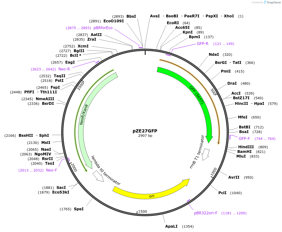 75452-plasmid-map-sequence-id-147374