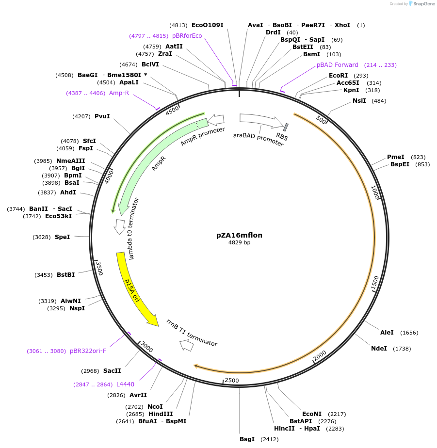 75439-plasmid-map-sequence-id-147407