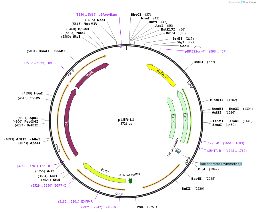 74683-plasmid-map-sequence-id-147449