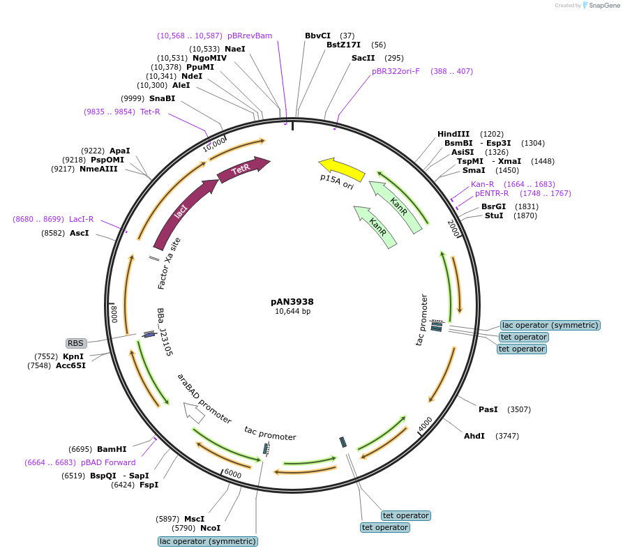 74697-plasmid-map-sequence-id-147451