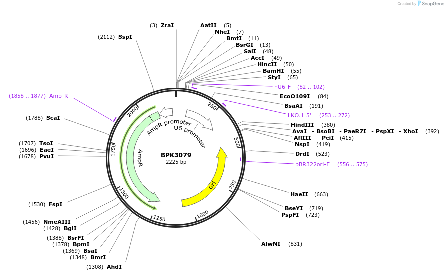 78741-plasmid-map-sequence-id-147452