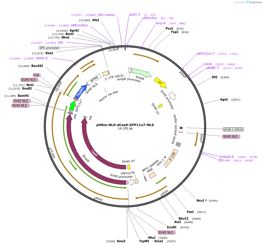 70224-plasmid-map-sequence-id-147472