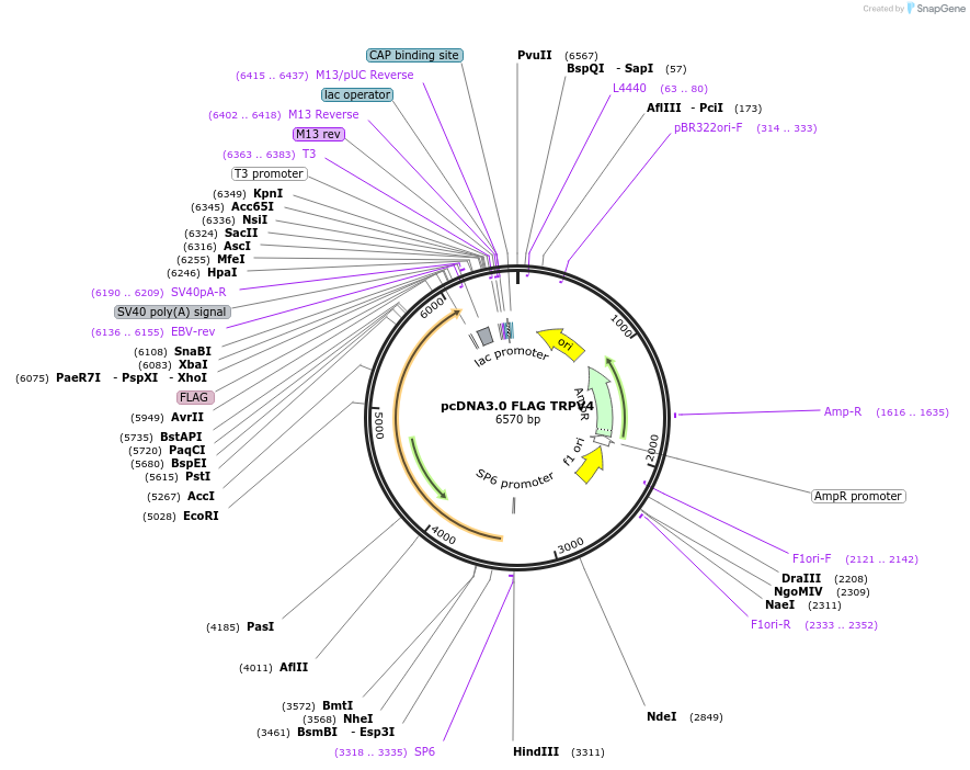 45751-plasmid-map-sequence-id-147479