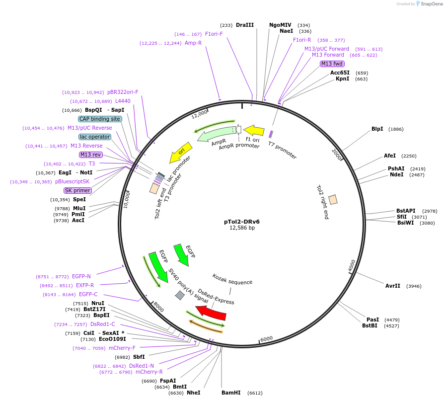 78628-plasmid-map-sequence-id-147483