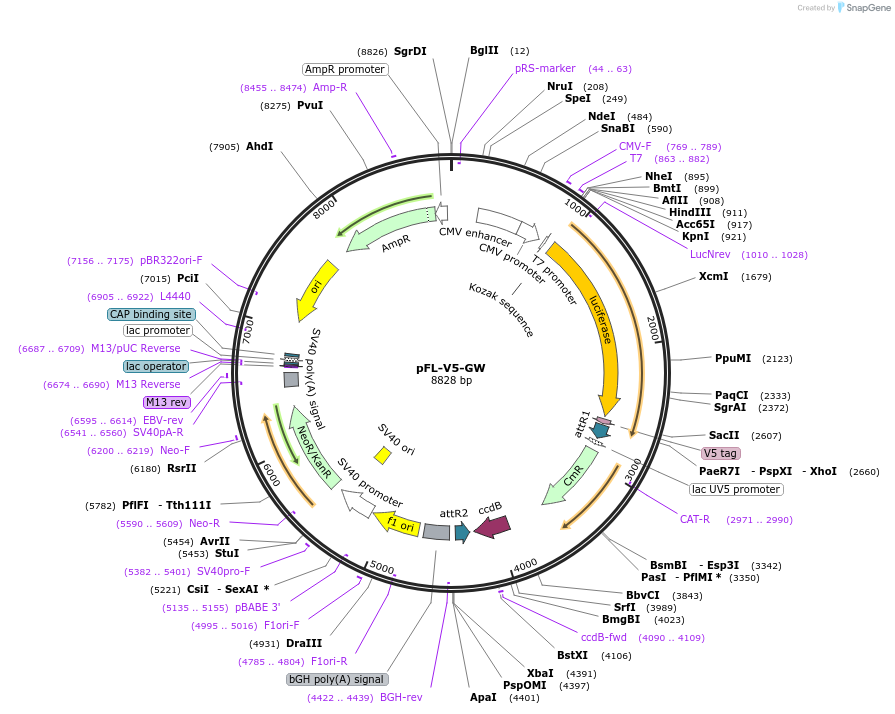78857-plasmid-map-sequence-id-147486