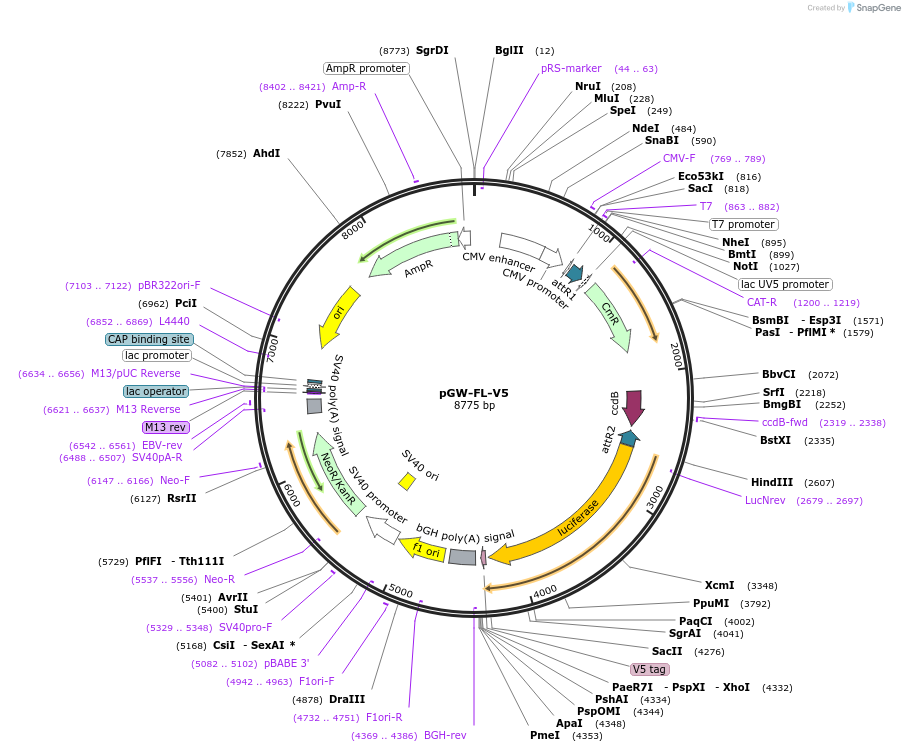78858-plasmid-map-sequence-id-147487