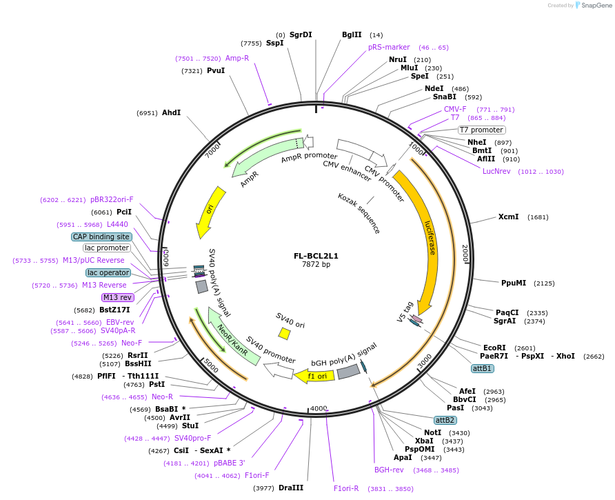 78860-plasmid-map-sequence-id-147489