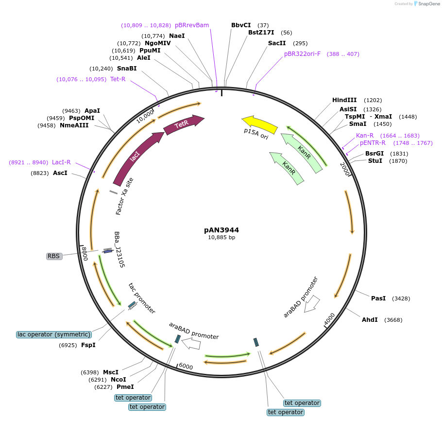 74702-plasmid-map-sequence-id-147497