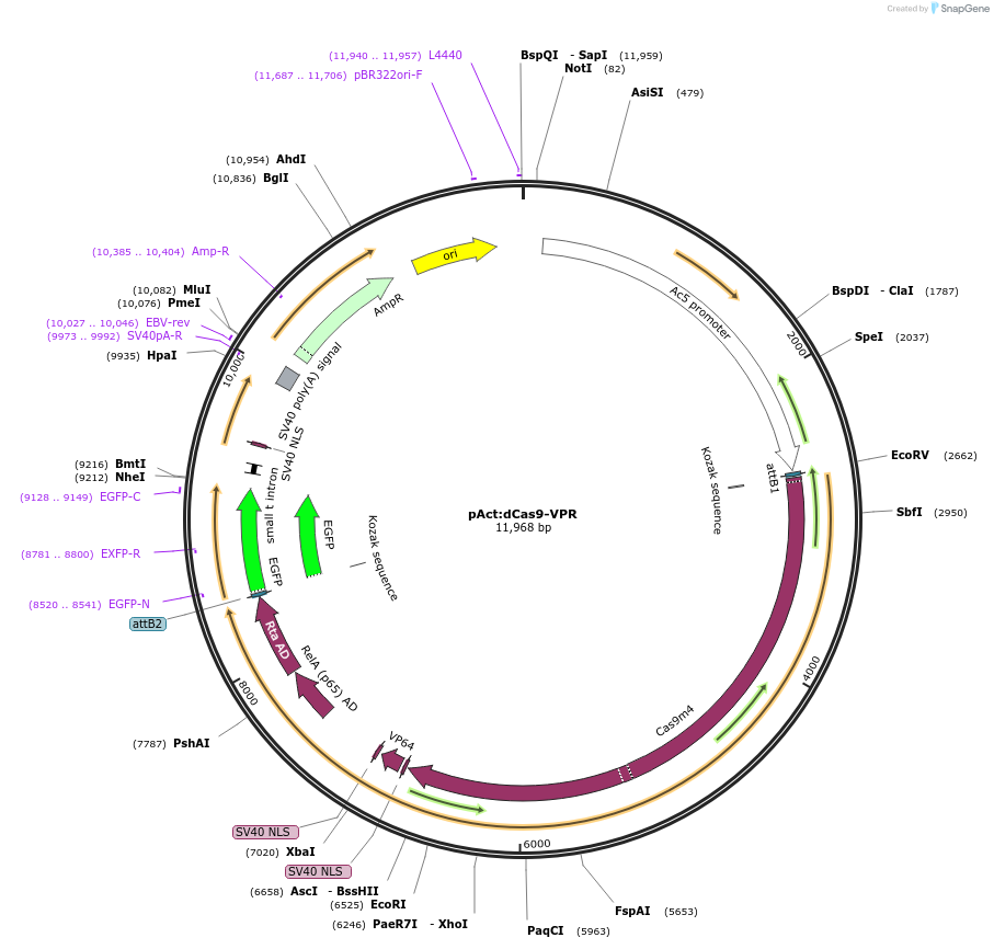 78898-plasmid-map-sequence-id-147538