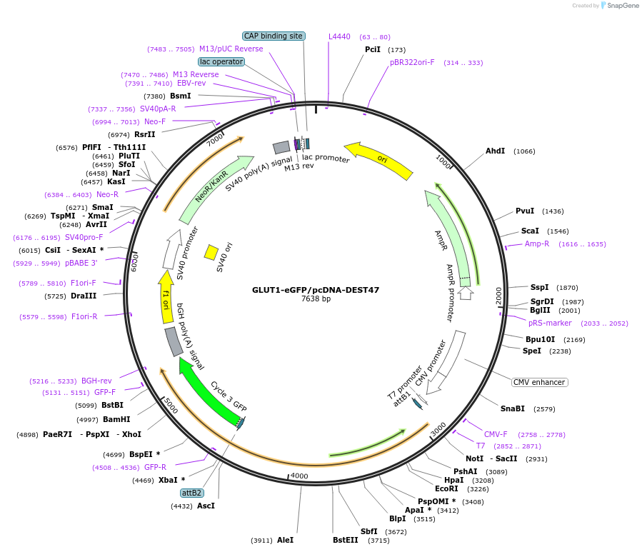 18729-plasmid-map-sequence-id-147541
