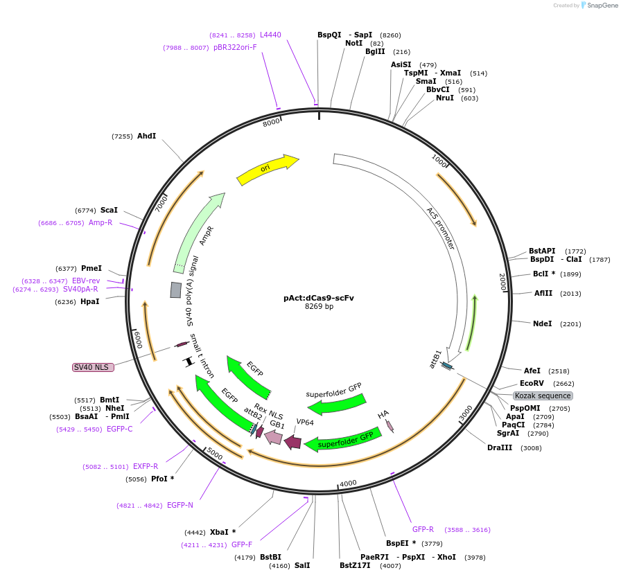 78900-plasmid-map-sequence-id-147548