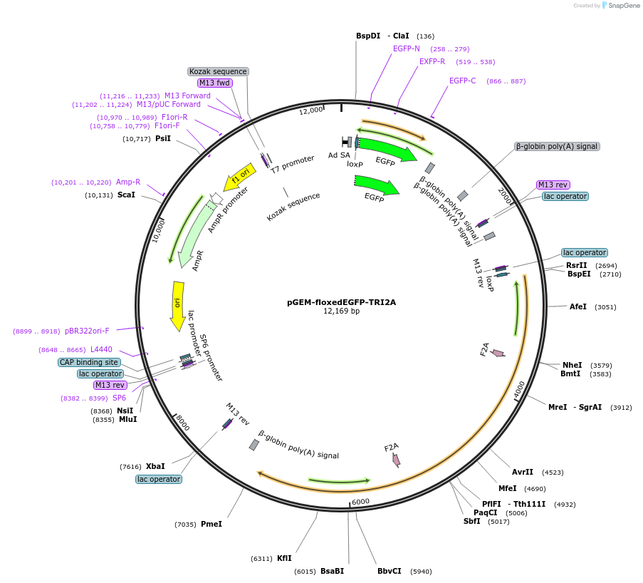 74669-plasmid-map-sequence-id-147558