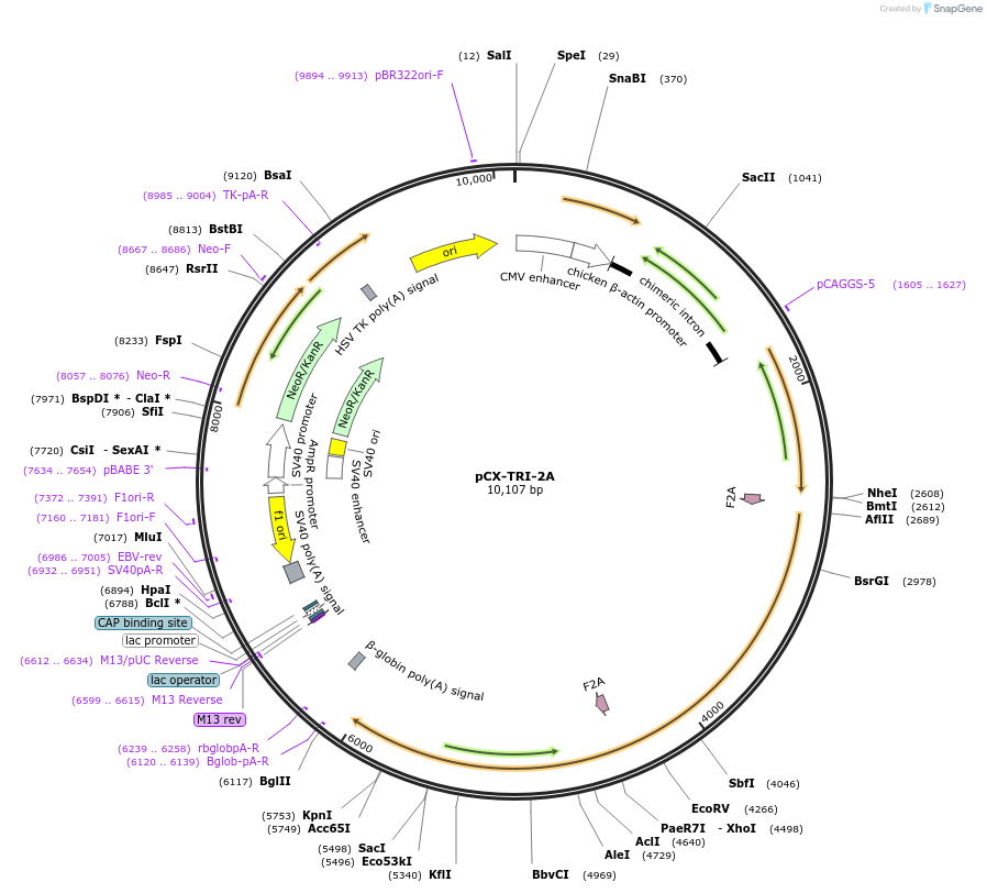 74674-plasmid-map-sequence-id-147629