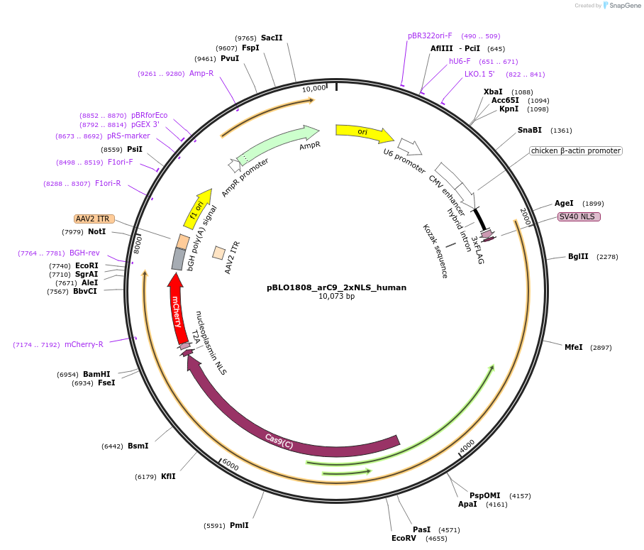 74491-plasmid-map-sequence-id-147631