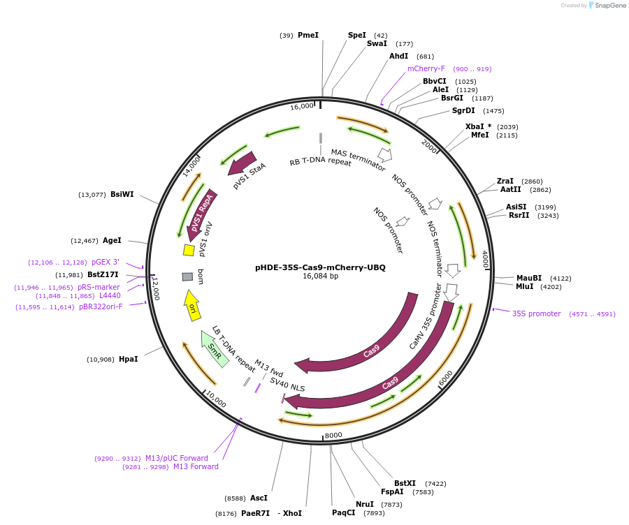 78932-plasmid-map-sequence-id-147666