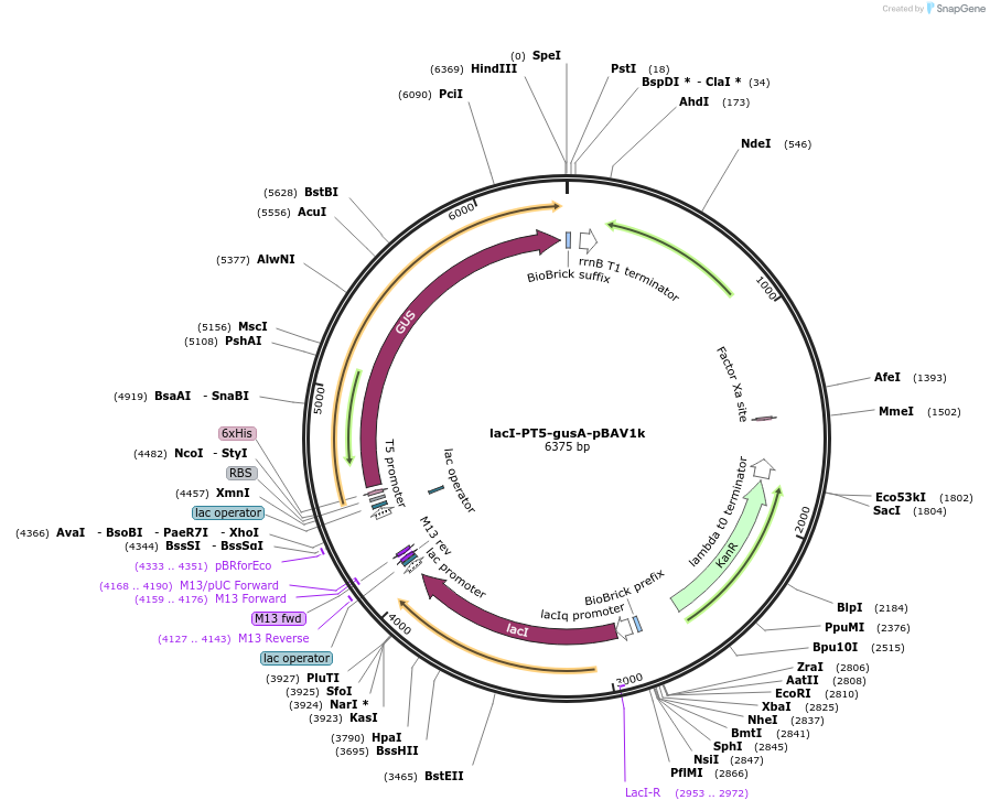 30501-plasmid-map-sequence-id-147673