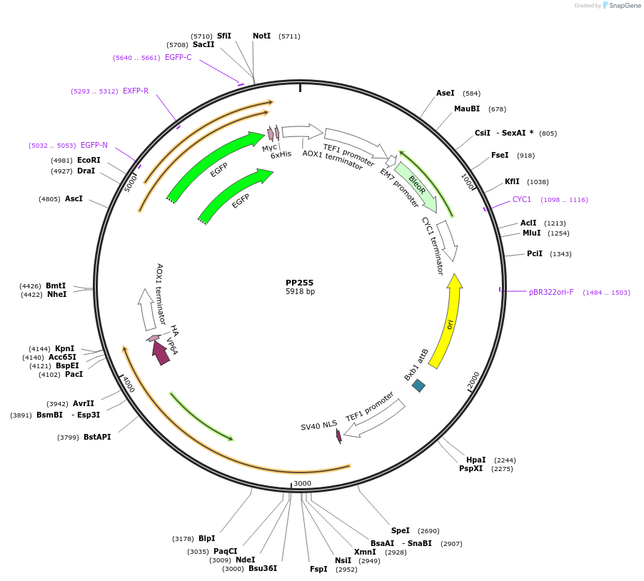 78934-plasmid-map-sequence-id-147678