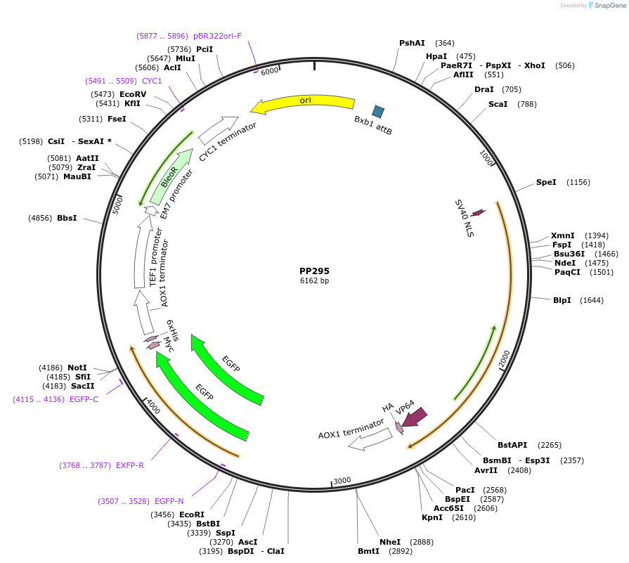 78935-plasmid-map-sequence-id-147679