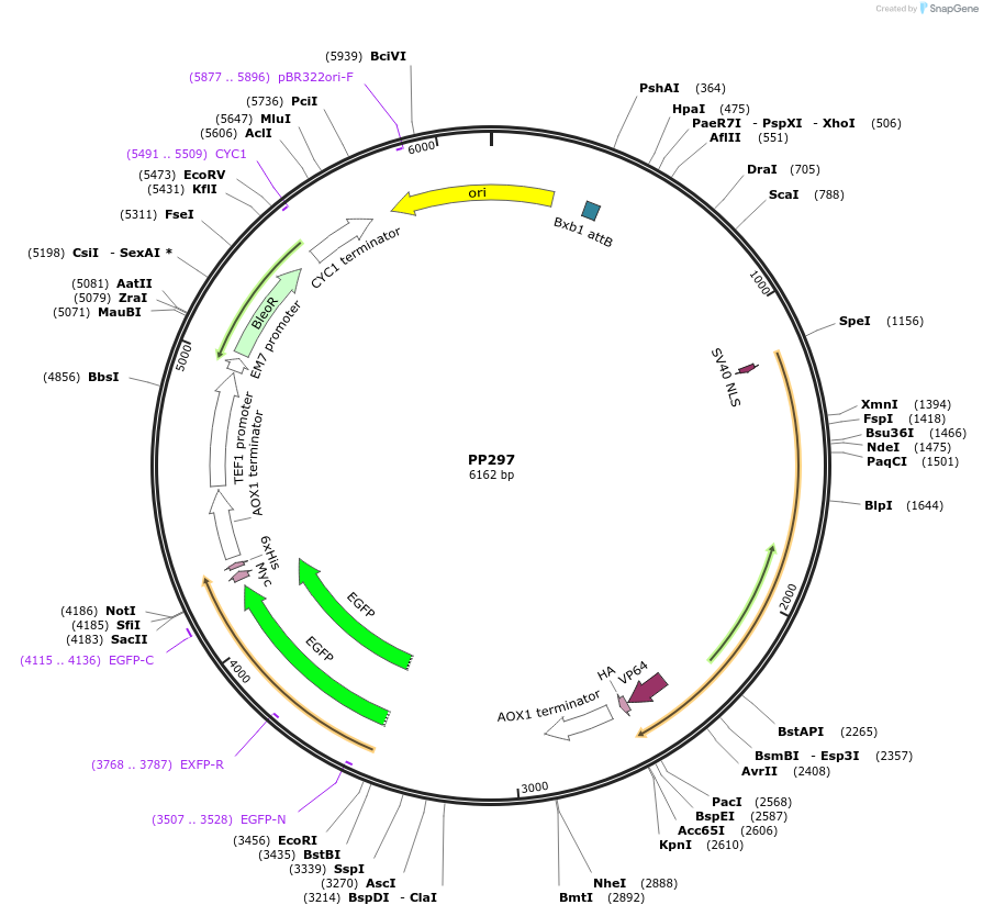 78937-plasmid-map-sequence-id-147681