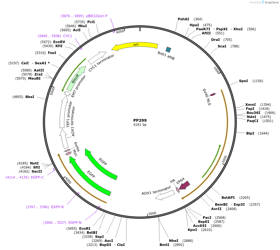 78939-plasmid-map-sequence-id-147683