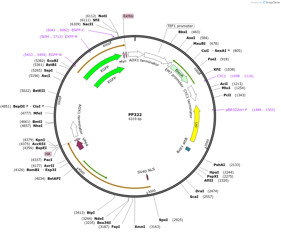 78943-plasmid-map-sequence-id-147686