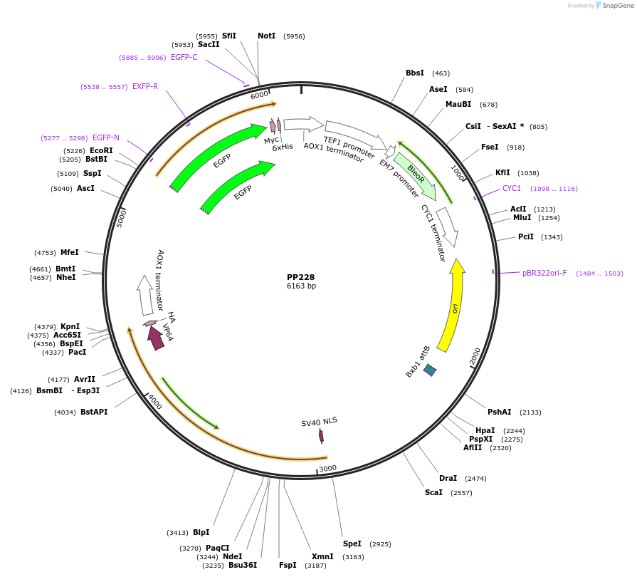 78942-plasmid-map-sequence-id-147687