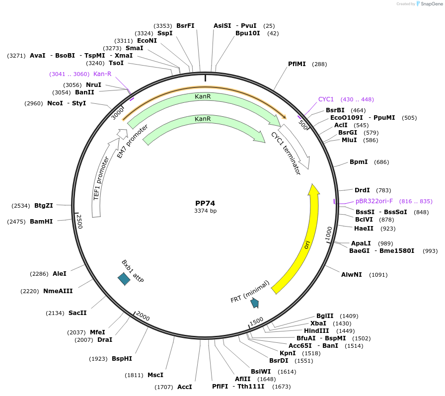 78944-plasmid-map-sequence-id-147688