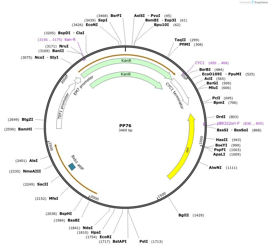 78946-plasmid-map-sequence-id-147690